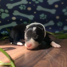Toph - Black and white female Border Collie puppy in Max, Nebraska from Stag Valley Homestead