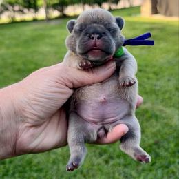 Camilla - Blue fawn female French Bulldog puppy in Willis, Texas from Grandiose Frenchies