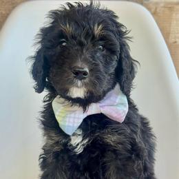 Anchor - Phantom male Bernedoodle puppy in Pulaski, Tennessee from Doodle My Heart