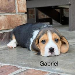 Gabriel - Black tan and white male Beagle puppy in Mansfield, Missouri from Rippee Creek Kennel