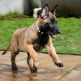 Belgian Malinois and German Shepherd Puppies from Laeknir K9