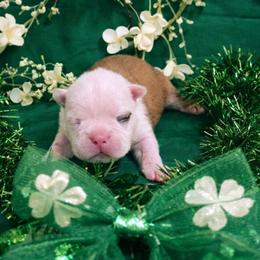 Red Lady - Red female Boston Terrier puppy in George West, Texas from JT Bostons