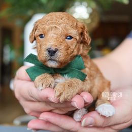 Tangelo - Red  male Poodle puppy in Salado, Texas from Red Ranch Dogs