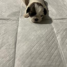 Sandy - Brindle and white female Shih Tzu puppy in Detroit, Michigan from Added family