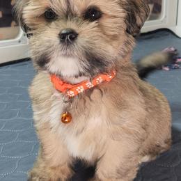 Skylor - Red gold female Lhasa Apso puppy in Jefferson, New York from Absolute Lhasa Love