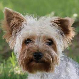Trix - Yorkshire Terrier