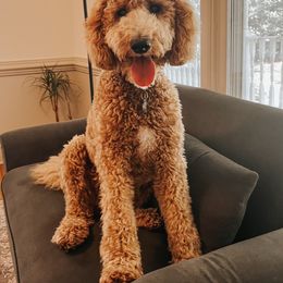 Noelle - Goldendoodle