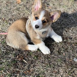 Chunky - Red Pembroke Welsh Corgi puppy in Sparta, New Jersey from CrestCottage Corgis