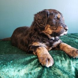 Bernedoodle Puppies from Badlands Bernedoodles