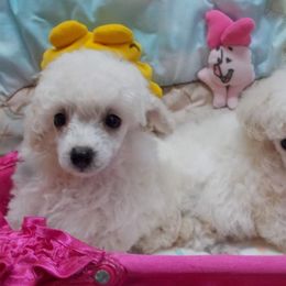 Poodle Puppies from Lowry Toy Poodles