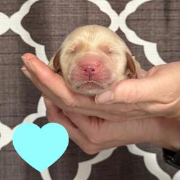 Light Blue - Serenity - Golden female Golden Retriever puppy in Cadillac, Michigan from K & M Golden Retrievers