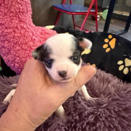 Anna (runt) - Black and white female Chihuahua puppy in Seneca, Missouri from Stephanie’s Puppy Colony