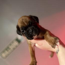 Yellow - Fawn female Boxer puppy in Louisville, Kentucky from Nelson’s Fancy Frenchies and Bulldogs