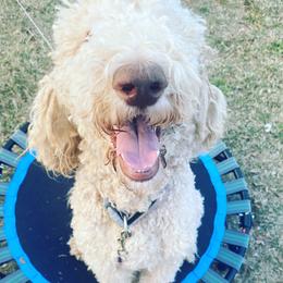 Chai - Poodle