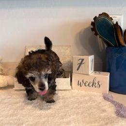Tootsie roll - Phantom female Poodle puppy in Prescott Valley, Arizona from Caloosa Toy Poodles