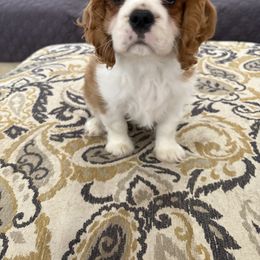Cavalier King Charles Spaniel Puppies from Reynolds Farms Cavaliers