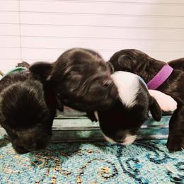 Havapoo Puppies from BAK Home Pups
