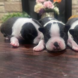 Girls - Black and white female Boston Terrier puppy in Springfield, Ohio from Nancy's Boston Terriers