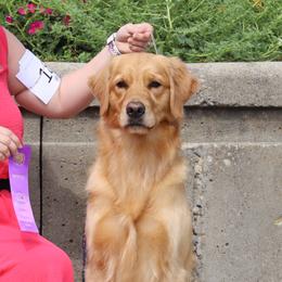 Golden Retrievers from Meirzah Golden Retrievers