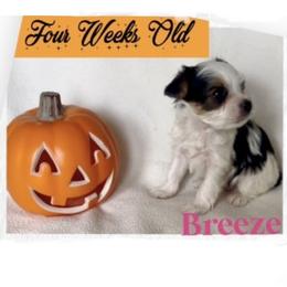 Yorkshire Terrier Puppies from Vanessa Alvarez