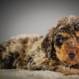 Woolsey - Red male Bernedoodle puppy in Caldwell, Idaho from Boise Doodle Co.