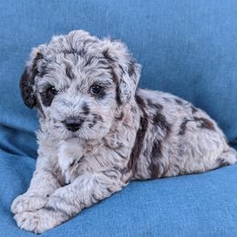 Assorted Doodle Crosses from T.H. Aki-poo Puppies