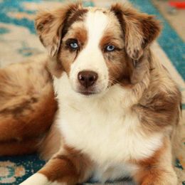 Miniature Australian Shepherds and Toy Australian Shepherds from K3 Toy and Miniature Australian Shepherds