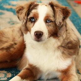 Miniature Australian Shepherds and Toy Australian Shepherds from K3 Toy and Miniature Australian Shepherds