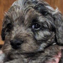 Cavapoos from Jessica Bjokne