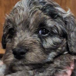 Cavapoos from Jessica Bjokne