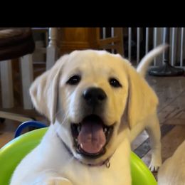 Girl 7 - Yellow Labrador Retriever puppy in Harlan, Kentucky from Kamalot Kennels