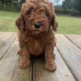 Destiny - Red  female Goldendoodle puppy in Carnesville, Georgia from Mustard Seed Ranch Goldendoodles
