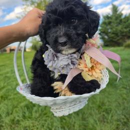 BatterCake Girl - Black female Goldendoodle puppy in Harrisonburg, Virginia from Curlytail Doodles