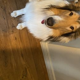 Star - Collie