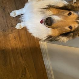 Star - Collie