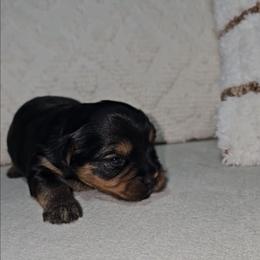 Kori - Black and tan female Yorkshire Terrier puppy in North Chesterfield, Virginia from YorkieLover