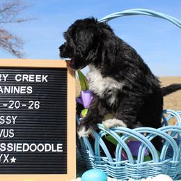 Onyx - Black and white male Aussiedoodle puppy in Hopkins, Missouri from Mowry Creek Mini Aussiedoodles and More