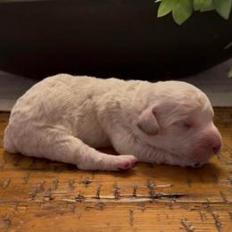 MMs - White female Sheepadoodle puppy in Cartersville, Georgia from Simply Blessed Doodles
