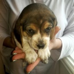 Rose - Black tan and white female Beagle puppy in Peculiar, Missouri from At home