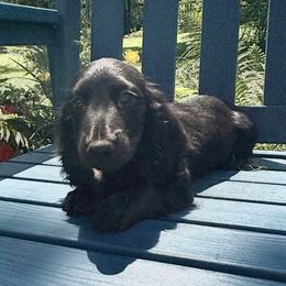 Mikey - Black male Dachshund puppy in Coopersburg, Pennsylvania from Barks and Burrows