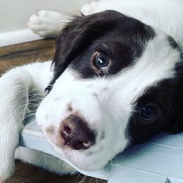 English Springer Spaniel Puppies from Southern Springers