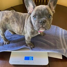 French Bulldog Puppies from Valerie Straub