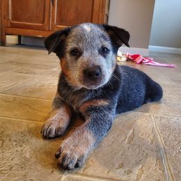 Australian Cattle Dog and Pembroke Welsh Corgi Puppies from Leatherman Quarter Horses