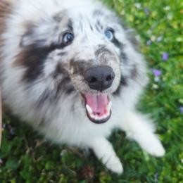 Shetland Sheepdog puppies from Hope's Heart Shelties