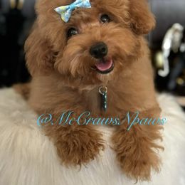 Cavapoo, Maltipoo, and Poodle Puppies from McCraws N Paws