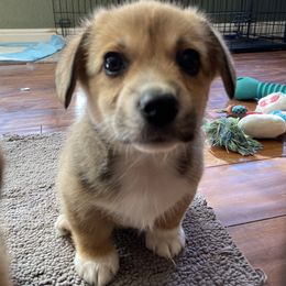 Pembroke Welsh Corgi Puppies from Sully's Corgis