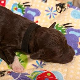 Timon - Brown male Lagotto Romagnolo puppy in Chicago, Illinois from Midwest Lagotto Romagnolo