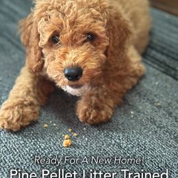 Carla - Apricot female Poodle puppy in Houston (Rosenberg Area), Texas from Danielle's Poodles