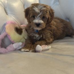 Rodeo - Brown and white male Bernedoodle puppy in Gainesville, Florida from Alyssa Xxweetdoodles