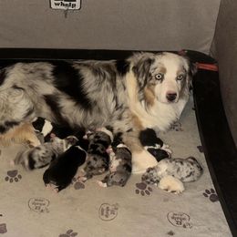 Australian Shepherd puppies from Double M Aussies